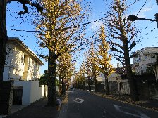 田園調布銀杏並木