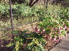 早春の花