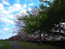 河津桜は青葉