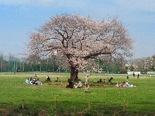 武蔵野中央公園