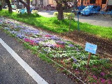 根岸の芝桜