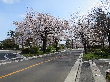 多磨霊園