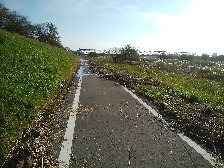 台風禍