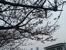 河津桜