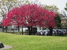 桜じゃないけどきれい