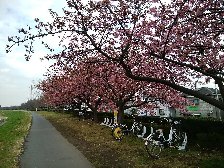 河津桜に自転車