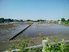 田植えまだ？