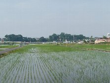 田植え済み