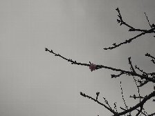 1月に一輪咲いてる