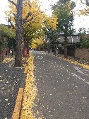 田園調布銀杏並木